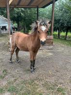 Super knappe NMPRS veulen, Dieren en Toebehoren, Pony's, Gechipt, 0 tot 2 jaar, Hengst, A pony (tot 1.17m)