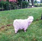 angorageiten/ angorabok, Dieren en Toebehoren, Schapen, Geiten en Varkens, Mannelijk, Geit, 0 tot 2 jaar