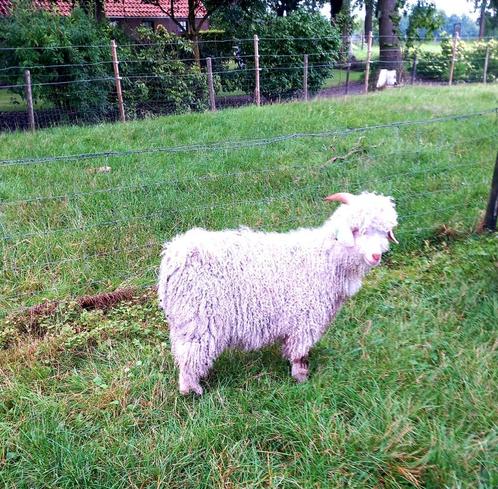 angorageiten/ angorabok, Dieren en Toebehoren, Schapen, Geiten en Varkens, Geit, Mannelijk, 0 tot 2 jaar