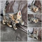 Bengaalse kittens, Dieren en Toebehoren, Katten en Kittens | Raskatten | Korthaar, Meerdere dieren
