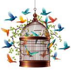 vogels te koop, Meerdere dieren, Tropenvogel