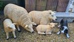 Texel schapen of lam , polyester beelden, Tuin en Terras, Tuinbeelden, Ophalen, Nieuw, Kunststof, Dierenbeeld