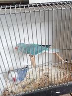 Koppel halsbanden, Dieren en Toebehoren, Meerdere dieren, Parkiet