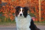 Border collie pups blauw en lilac, Dieren en Toebehoren, Honden | Herdershonden en Veedrijvers, CDV (hondenziekte), Particulier