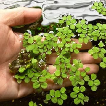 Drijfplantjes - Salvinia Natans beschikbaar voor biedingen