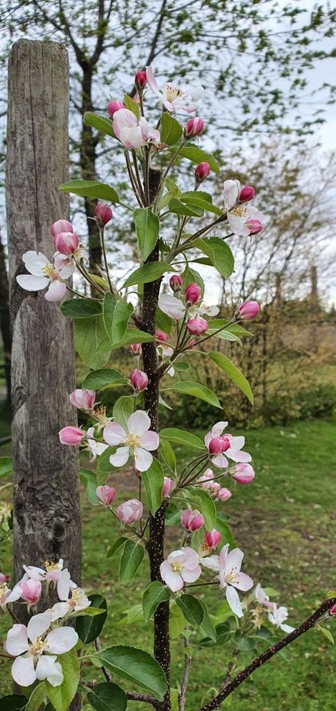Fruitbomen te koop!, Tuin en Terras, Planten | Bomen, Overige soorten, Volle zon, Ophalen