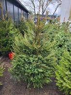 Omorika kerstbomen in heel veel maten, Tuin en Terras, Planten | Bomen, Zomer, Volle zon, In pot, Overige soorten