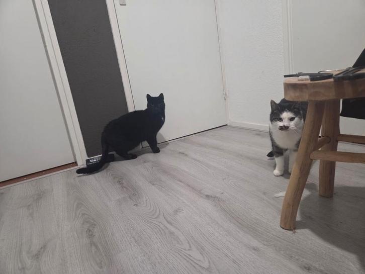 2 lieve katers, Dieren en Toebehoren, Katten en Kittens | Overige Katten, Kater
