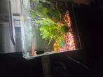 Superfish Qubic, Dieren en Toebehoren, Vissen | Aquaria en Toebehoren, Ophalen, Gebruikt, Leeg aquarium