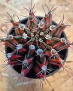 Cactus Gymnocalycium Mihanovichii XL High Color p10 (2)