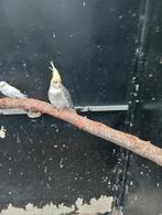 Jonge valkparkiet een pop, Dieren en Toebehoren, Vrouwelijk, Parkiet