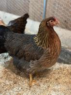 Welsumer hennen groot ras, Dieren en Toebehoren, Pluimvee, Vrouwelijk, Kip