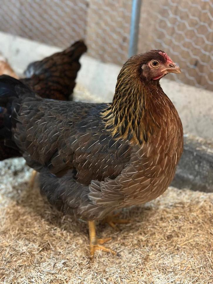 Welsumer hennen groot ras, Dieren en Toebehoren, Pluimvee, Kip, Vrouwelijk