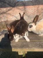 3 hele lieve rex rammetjes, Dieren en Toebehoren, Konijnen, Mannelijk, Middelgroot, 0 tot 2 jaar