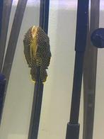 Baryancistrus xanthellus – Golden Nugget L081, Dieren en Toebehoren, Vis, Zoetwatervis, Schoolvis