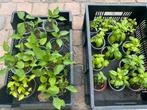 Biologische paprika, basilicum moestuin plantjes, planten, Tuin en Terras, Planten | Tuinplanten, Ophalen of Verzenden, Groenteplanten