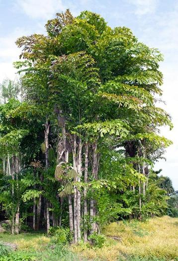 15 x Caryota mitis palmboom zaden