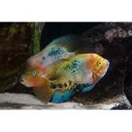Redhead vieja’s te koop, Dieren en Toebehoren, Vissen | Aquariumvissen, Vis, Zoetwatervis