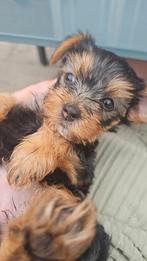 Yorkshire Terriër, Dieren en Toebehoren, Honden | Jack Russells en Terriërs, Yorkshire Terriër, Rabiës (hondsdolheid), 8 tot 15 weken