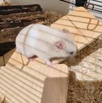 Serysche goudhamster James, Dieren en Toebehoren, Knaagdieren, Mannelijk, Hamster, Na 1 juli 2024, Tam