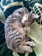 Gratis kat, Dieren en Toebehoren, Katten en Kittens | Raskatten | Korthaar, Kater