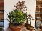 Set van 5 bonsai, Ophalen, Bloeit niet, Overige soorten, Minder dan 100 cm