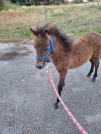 Te koop shetlander hengst veulen, Dieren en Toebehoren, Pony's, 0 tot 2 jaar, Hengst, A pony (tot 1.17m), Gechipt