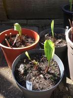 Canna, bloemriet, Tuin en Terras, Planten | Tuinplanten, Zomer, Ophalen of Verzenden, Overige soorten, Volle zon