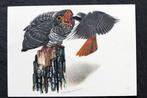Koekoeksjong wordt gevoerd door gekraagde roodstaart (vogel), Verzenden, 1960 tot 1980, Ongelopen, Vogel