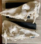 Halve varkens schedel, Verzamelen, Dierenverzamelingen, Ophalen of Verzenden, Zo goed als nieuw, Schedel