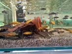Julidochromis Regani Kipili Tanganyika Cichliden, Dieren en Toebehoren, Vissen | Aquariumvissen, Vis, Zoetwatervis