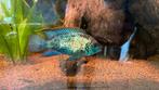 Jonge blauwe acara’s electric blue, Vis