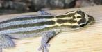 Gezocht diverse soorten gekko's, Dieren en Toebehoren, Hagedis, 0 tot 2 jaar