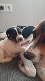 Lieve driekleurige Boerenfox pup te koop, Dieren en Toebehoren, Honden | Jack Russells en Terriërs, Overige rassen, 8 tot 15 weken