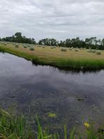 TOP paardenhooi/hooibalen/rondebalen/voordroog gras/kuilgras, Ophalen of Verzenden, Nieuw, Overige soorten