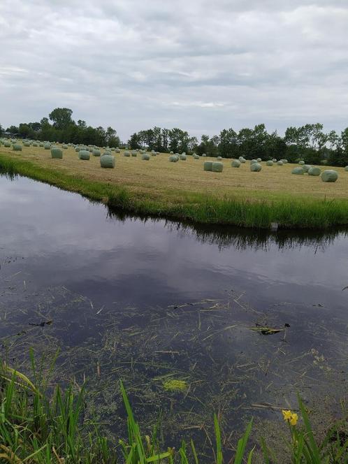 TOP paardenhooi/hooibalen/rondebalen/voordroog gras/kuilgras, Dieren en Toebehoren, Paarden en Pony's | Overige Paardenspullen