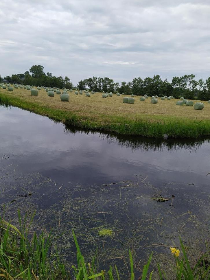 TOP paardenhooi/hooibalen/rondebalen/voordroog gras/kuilgras, Dieren en Toebehoren, Paarden en Pony's | Overige Paardenspullen