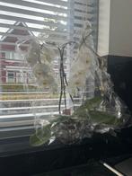 Witte Orchidee - Prachtige Bloei!, Tuin en Terras, Planten | Tuinplanten, Overige soorten, Vaste plant, Ophalen of Verzenden, Halfschaduw