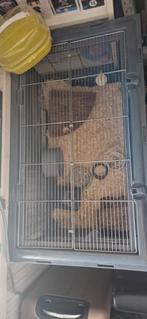 Goudhamster met kooi en toebehoren, Ophalen, Kooi, Gebruikt, 60 tot 90 cm
