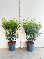 Portugese laurier, Ophalen, Laurier, 100 tot 250 cm