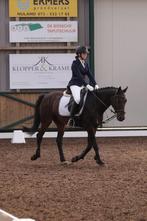 verzorg pony/paard gezocht, Dieren en Toebehoren, Paarden en Pony's | Overige Paardenspullen, Ophalen of Verzenden