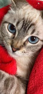 MJM Dogs Foundation: Nico, Kater, Kortharig, 0 tot 2 jaar