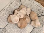 Shinshila korthaar, Dieren en Toebehoren, Katten en Kittens | Overige Katten, Poes