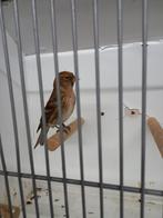 Forse barmsijs man, Mannelijk, Geringd