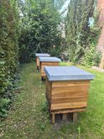 3 holtermann dadant blatt kasten incl sterke volken + alles, Dieren en Toebehoren, Bijen
