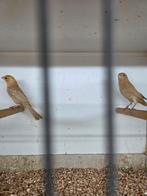 Koppel roodmussen mutaties, Meerdere dieren