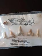 Zandhaai Tanden Set - Prehistorisch Fossiel, Ophalen of Verzenden, Fossiel