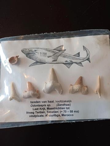Zandhaai Tanden Set - Prehistorisch Fossiel beschikbaar voor biedingen