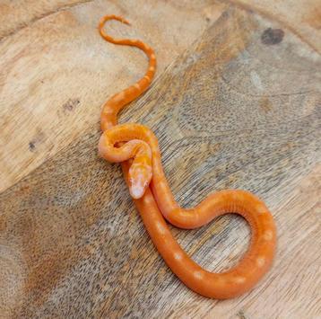 Scaleless Motley amel hypo 100% het. Caramel (butter) beschikbaar voor biedingen