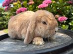 Knappe NHD x Minilop Ram * Benji *, Dieren en Toebehoren, Konijnen, Mannelijk, Dwerg, Hangoor, 0 tot 2 jaar
